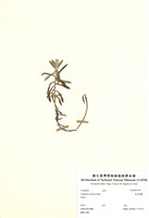 藏品(抱莖籟蕭)的圖片